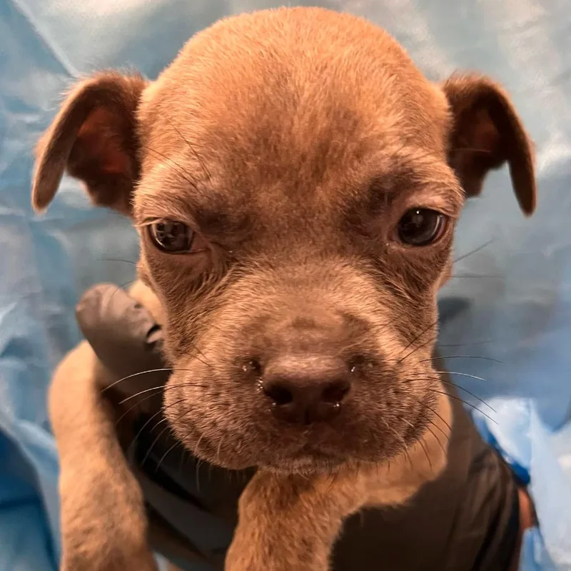 A baby small-sized male Cane Corso dog named Fragola for adoption in Los Angeles, CA