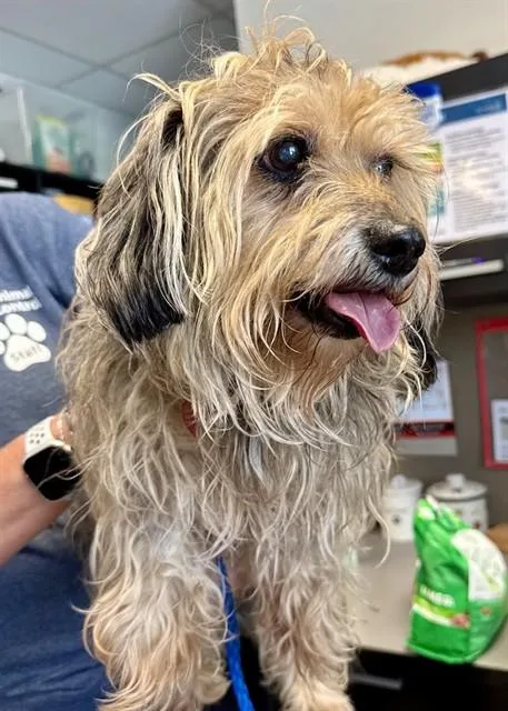 An adult small-sized female Shih Tzu dog named Gladys for adoption in Olathe, KS