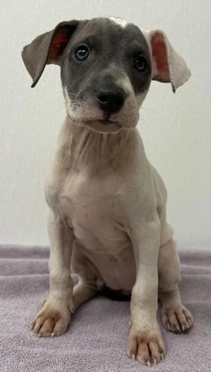 A young large-sized female Pit Bull Terrier dog named Sasha for adoption in Phoenix, AZ