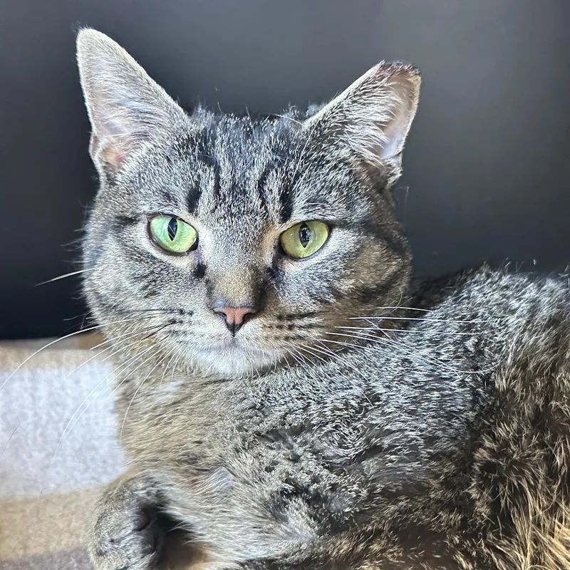 An adult medium-sized male Brown / Chocolate Domestic Short Hair cat named The Baker for adoption in Franklin, TN