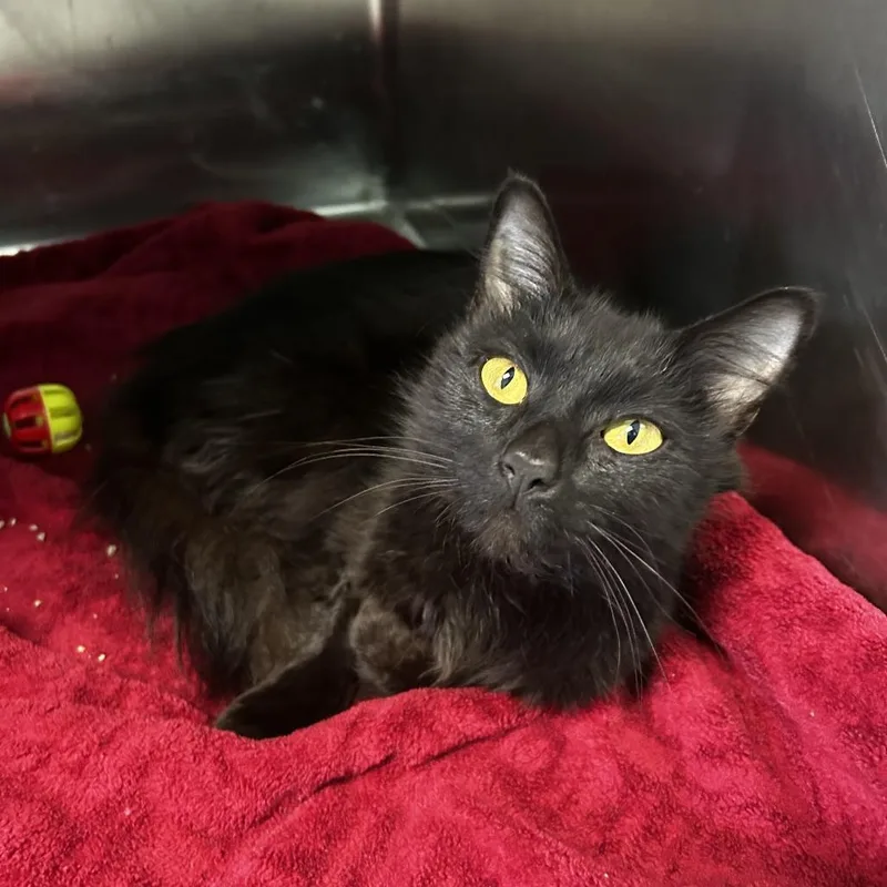 An adult medium-sized female Black Domestic Medium Hair cat named Ophelia for adoption in Spruce Pine, NC