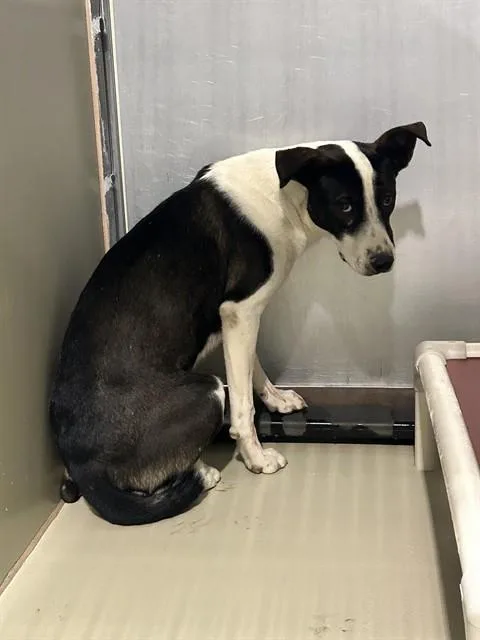 A young medium-sized male White / Cream Pit Bull Terrier dog named Derek URGENT for adoption in Thousand Oaks, CA