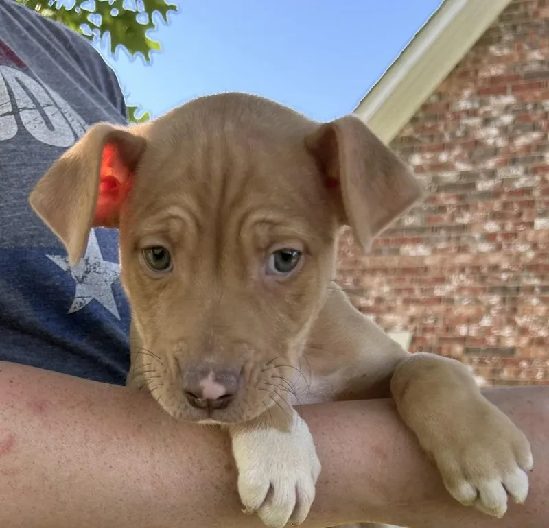 A baby medium-sized male Tricolor (Brown, Black, & White) Boxer dog named Tony  Raya’s Litter for adoption in Horn Lake, MS