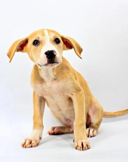 A baby large-sized male Labrador Retriever dog named Matt for adoption in Morton Grove, IL