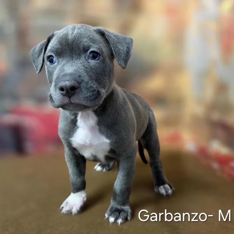 A baby medium-sized male Pit Bull Terrier dog named Garbanzo for adoption in Griswold, CT