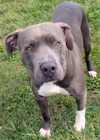An adult medium-sized male Pit Bull Terrier dog named Frisbee for adoption in Akron, OH