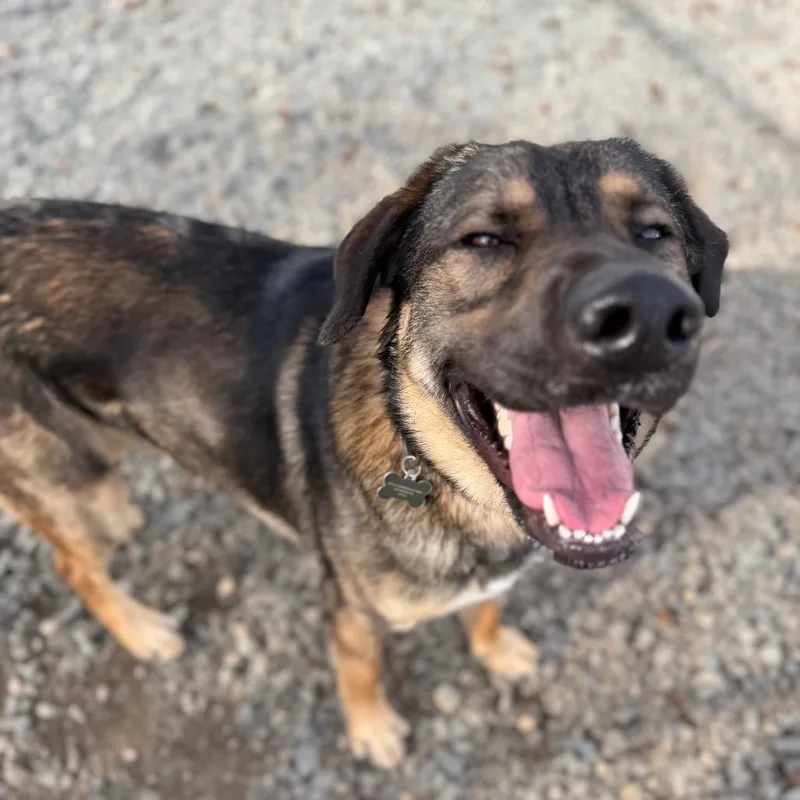 A young large-sized male Black Mixed Breed dog named Logan Lucky for adoption in Winston-Salem, NC