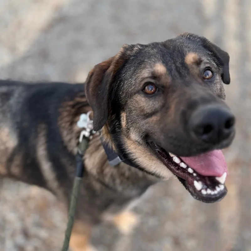 Logan Lucky thumbnail 2