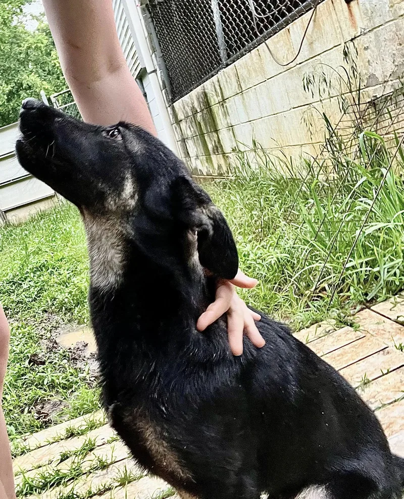 A young medium-sized male German Shepherd Dog dog named Shadow for adoption in Shreveport, LA
