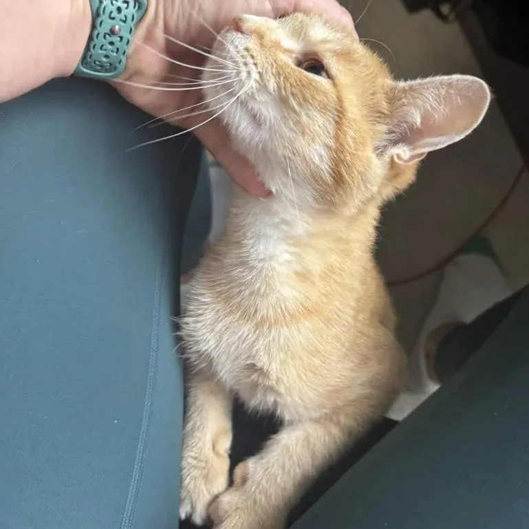 A young medium-sized female Orange & White Domestic Short Hair cat named Ruth for adoption in Cleveland Heights, OH