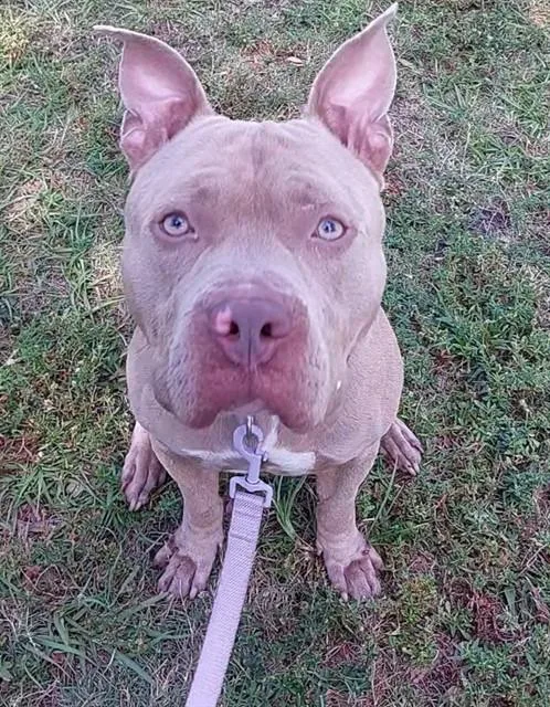 An adult medium-sized male American Staffordshire Terrier dog named Zeus for adoption in Fort Lauderdale, FL