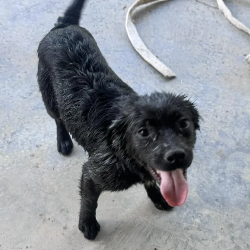 A young small-sized female Black Retriever dog named Lavender for adoption in Quakertown, PA