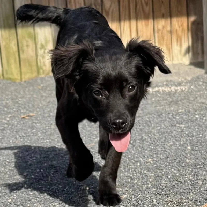 Lavender thumbnail 2