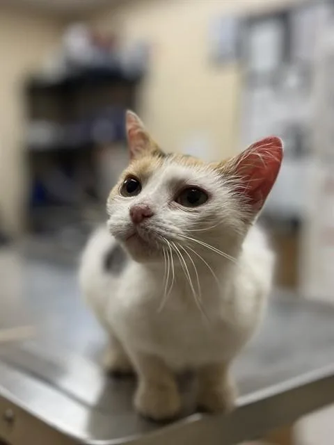 A young small-sized female Domestic Short Hair cat named Zinnia for adoption in Aliquippa, PA