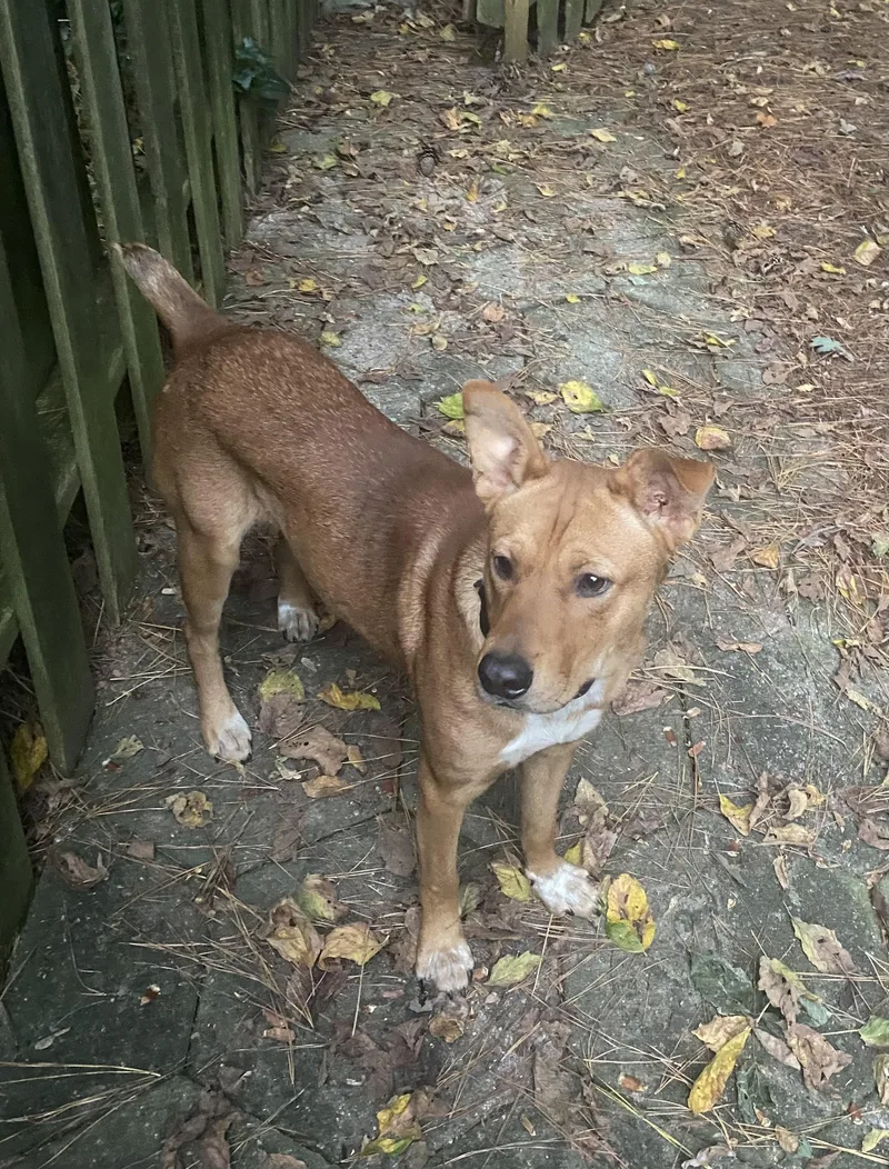 A young large-sized male Carolina Dog dog named Trevor for adoption in Port Saint Lucie, FL