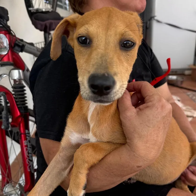A baby small-sized male Labrador Retriever dog named L Pup: Lorenzo for adoption in Falls Church, VA