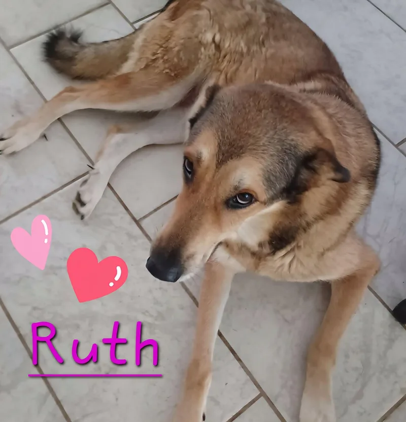 An adult large-sized female Yellow / Tan / Blond / Fawn Anatolian Shepherd dog named Ruth for adoption in Montague, TX
