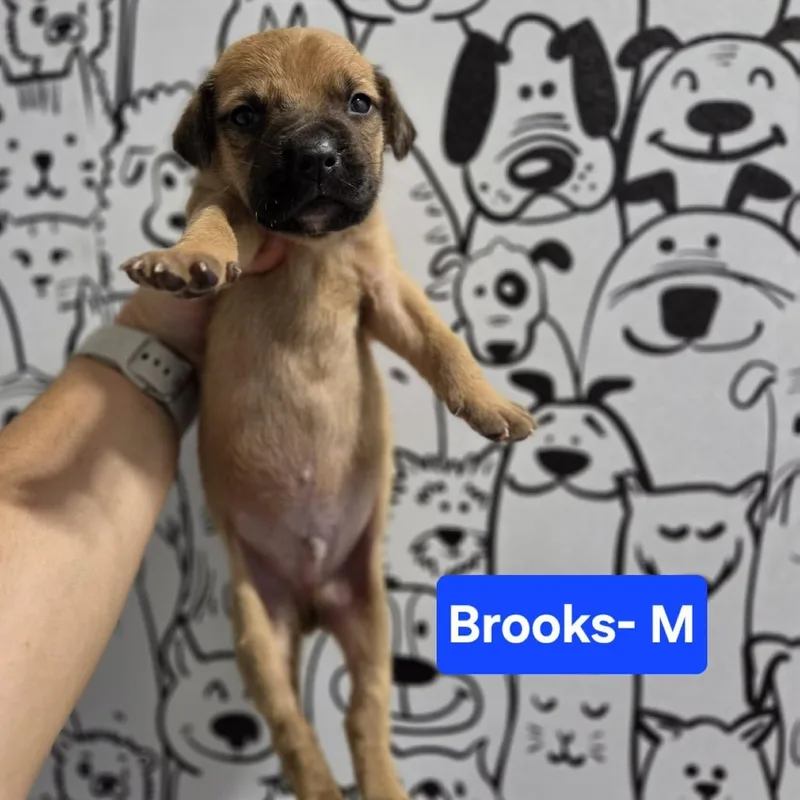 Brooks