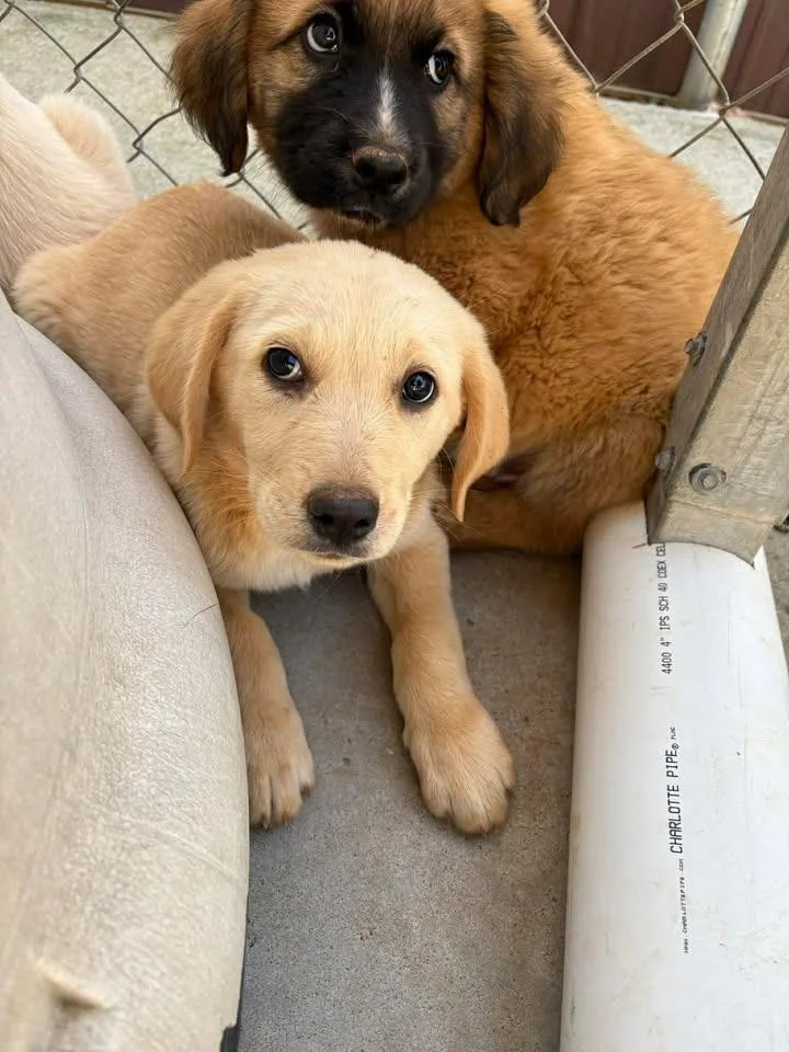 A baby small-sized female Mixed Breed dog named Lacey for adoption in Lavonia, GA