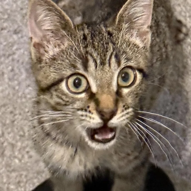 A baby medium-sized male Domestic Short Hair cat named Cinnamon for adoption in Shaker Heights, OH