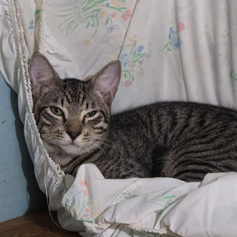 A baby medium-sized male Black Domestic Short Hair cat named Dumplin for adoption in Jupiter, FL