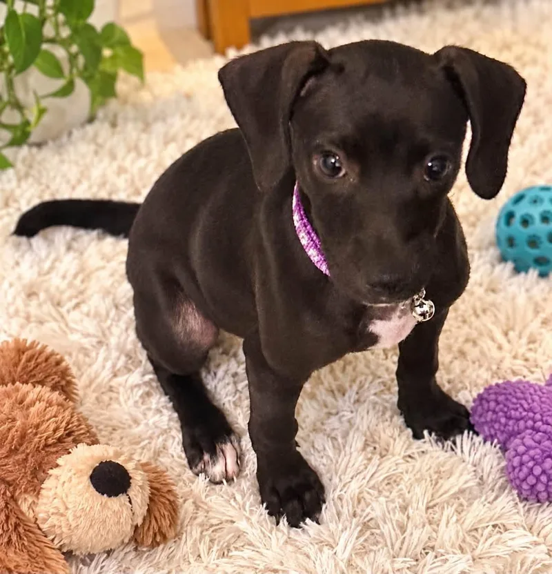 A baby medium-sized female Chihuahua dog named Molly for adoption in Walker, LA