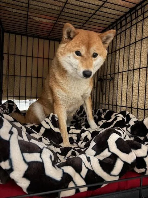 Fumi
