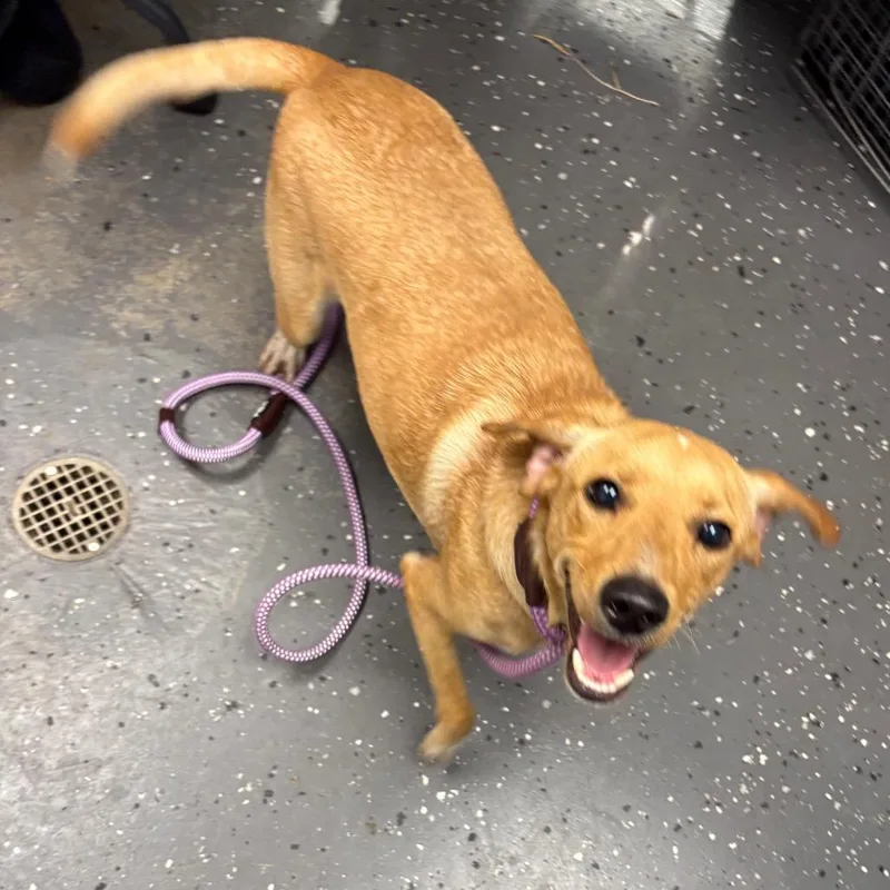 A young medium-sized male Yellow / Tan / Blond / Fawn Mixed Breed dog named Timothee for adoption in Columbiana, AL