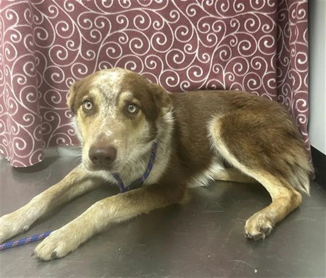 An adult medium-sized male Australian Shepherd dog named Chop Suey for adoption in Rosenberg, TX