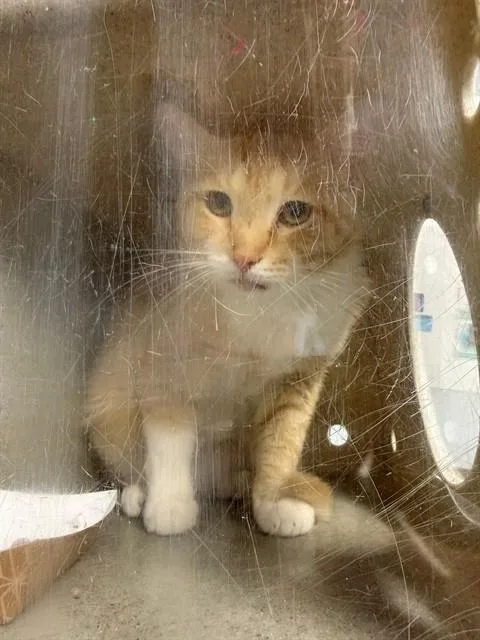 A young medium-sized male Domestic Short Hair cat named Pumpkin Pie for adoption in Tallahassee, FL