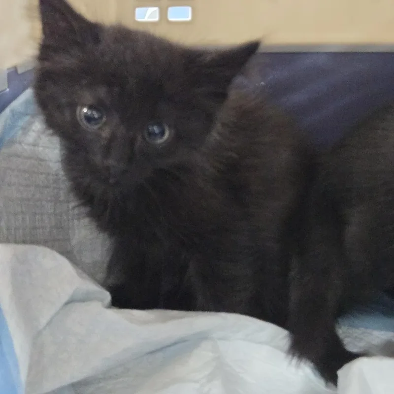 A baby small-sized male Black Domestic Short Hair cat named Gretta for adoption in Newark, NJ
