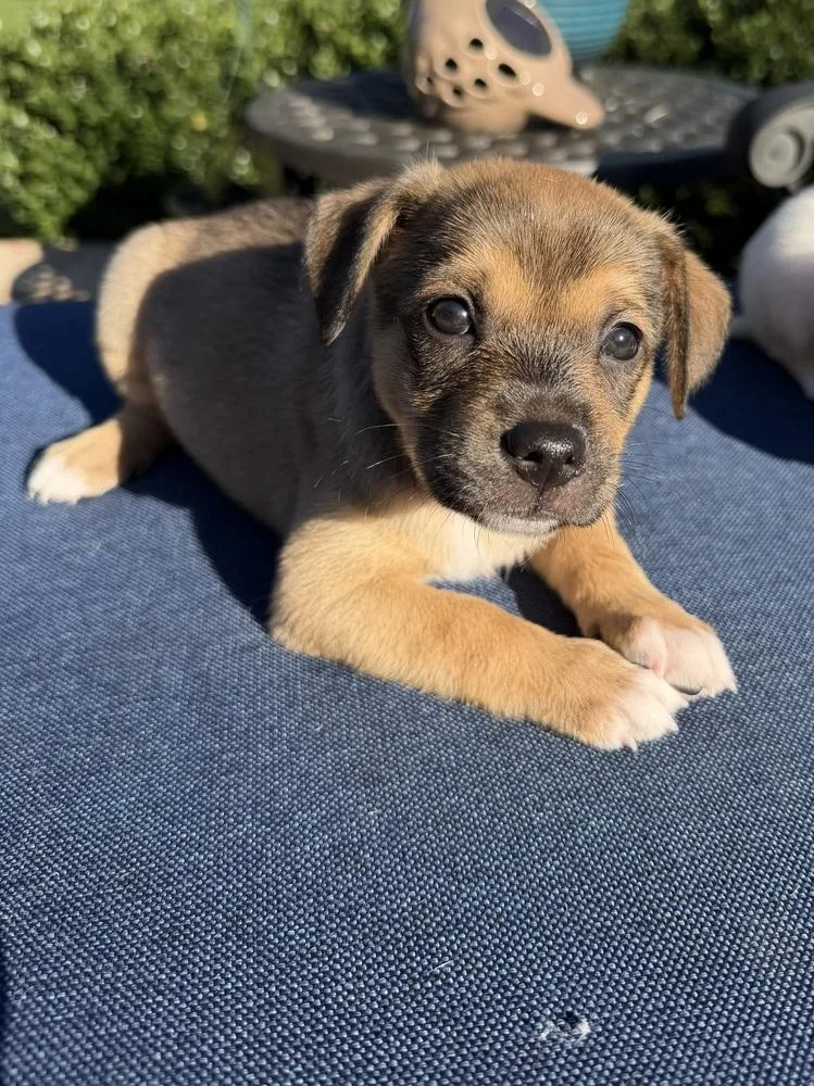 A baby medium-sized female Spaniel dog named Poppy for adoption in Willingboro, NJ