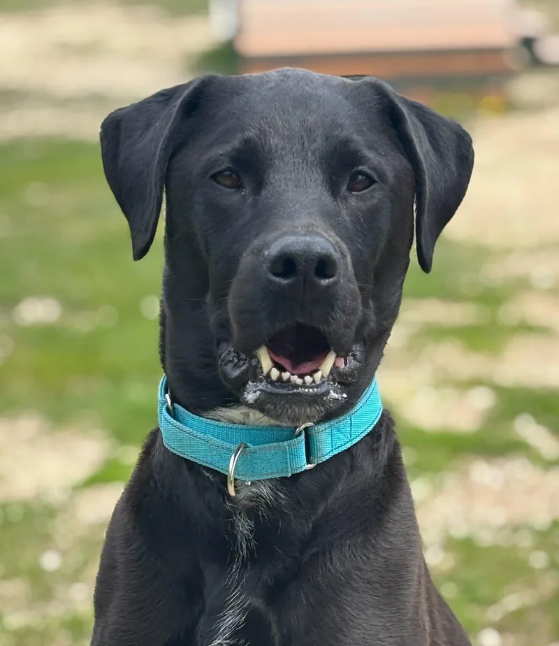 An adult medium-sized male Black Australian Cattle Dog / Blue Heeler dog named Cap'n Crunch for adoption in Grayslake, IL