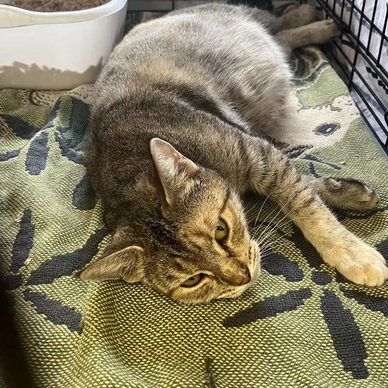 Chiquita