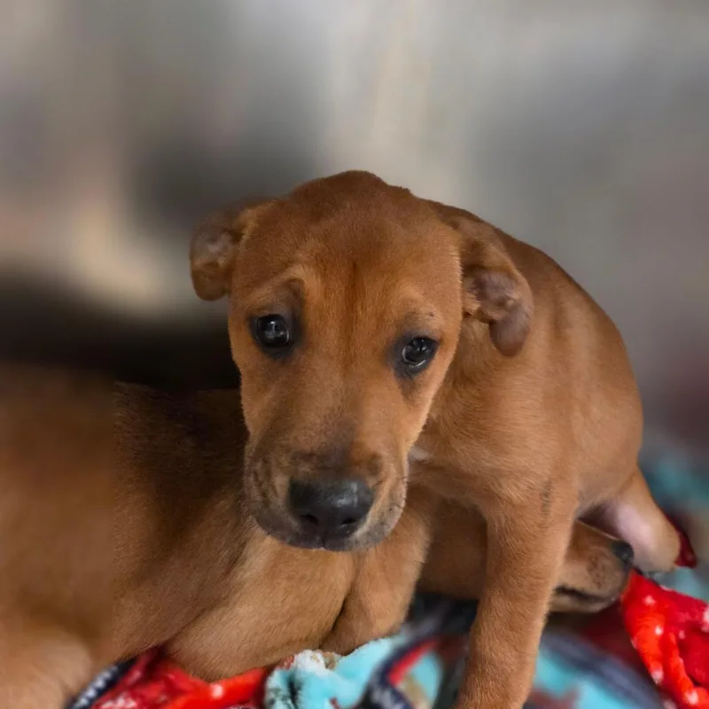 A baby small-sized male Yellow / Tan / Blond / Fawn Mixed Breed dog named Portho's for adoption in Charleston, WV