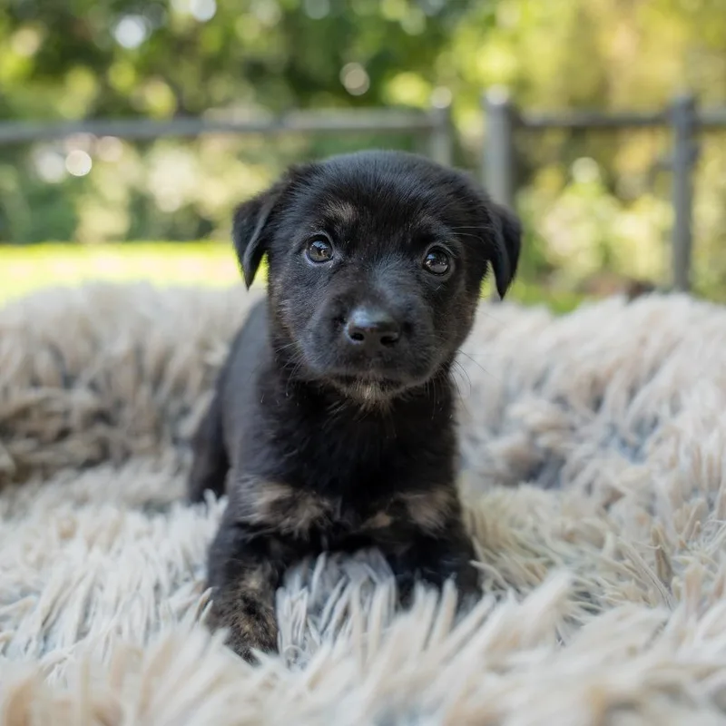 Charlie