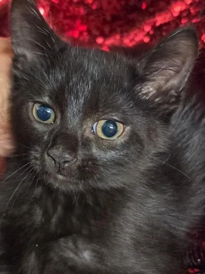 A baby small-sized male Domestic Short Hair cat named Kitt for adoption in Conway, SC