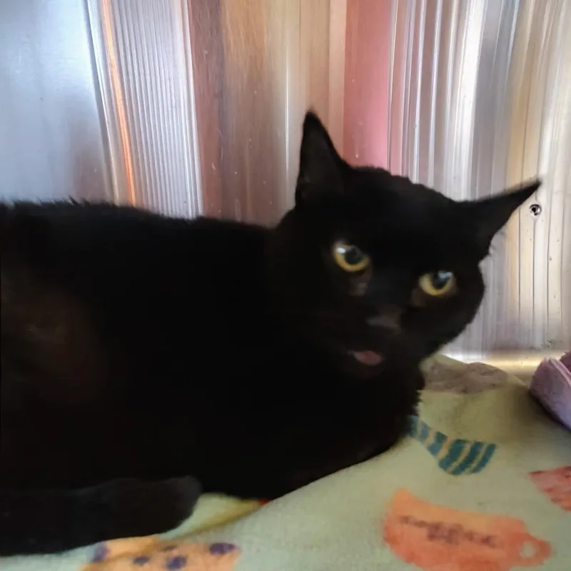 An adult large-sized female Black Domestic Short Hair cat named Nightnight for adoption in Gloucester, VA