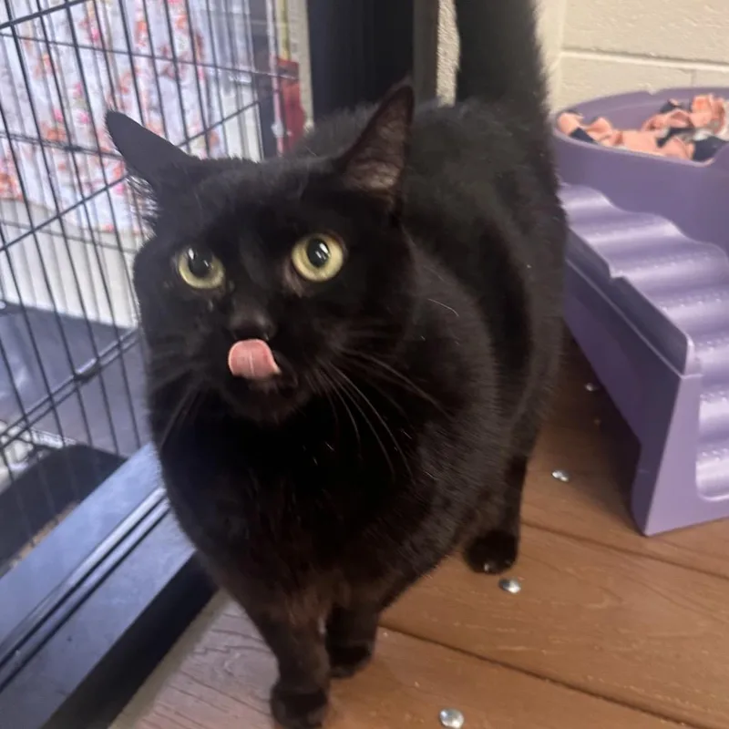 Nightnight thumbnail 2