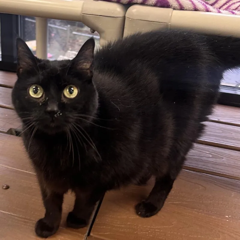 Nightnight thumbnail 3