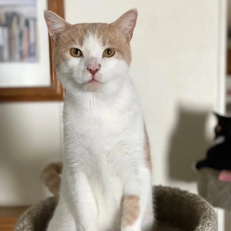 An adult small-sized male Buff / Tan / Fawn Domestic Short Hair cat named Simon for adoption in Goshen, IN