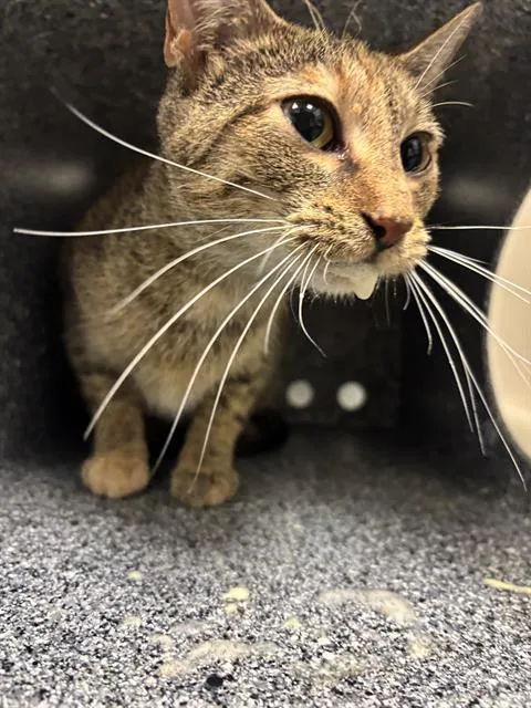 An adult small-sized female Domestic Short Hair cat named Temperance for adoption in Indianapolis, IN