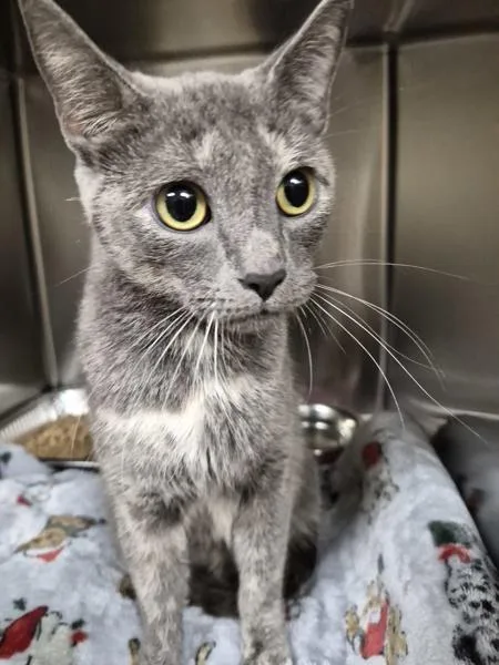 A young medium-sized female Domestic Short Hair cat named Nfc for adoption in Lawrenceville, GA