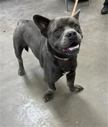 A young large-sized male American Staffordshire Terrier dog named Steel for adoption in Phoenix, AZ