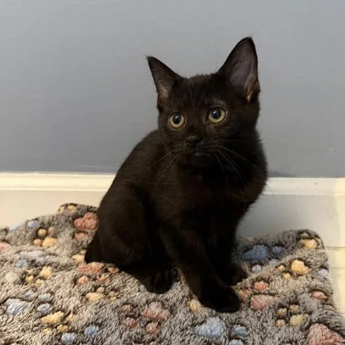A baby small-sized female Bombay cat named Simone for adoption in Georgetown, KY