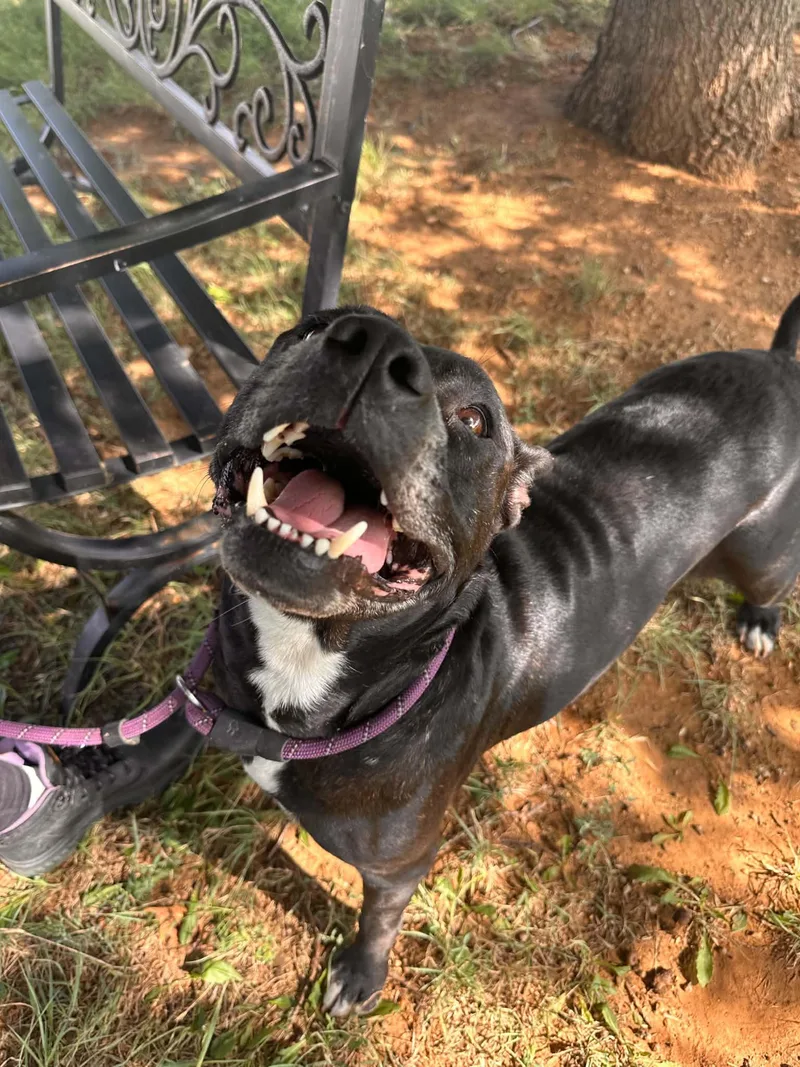 An adult large-sized female Brindle Pit Bull Terrier dog named Lotus for adoption in Graham, TX