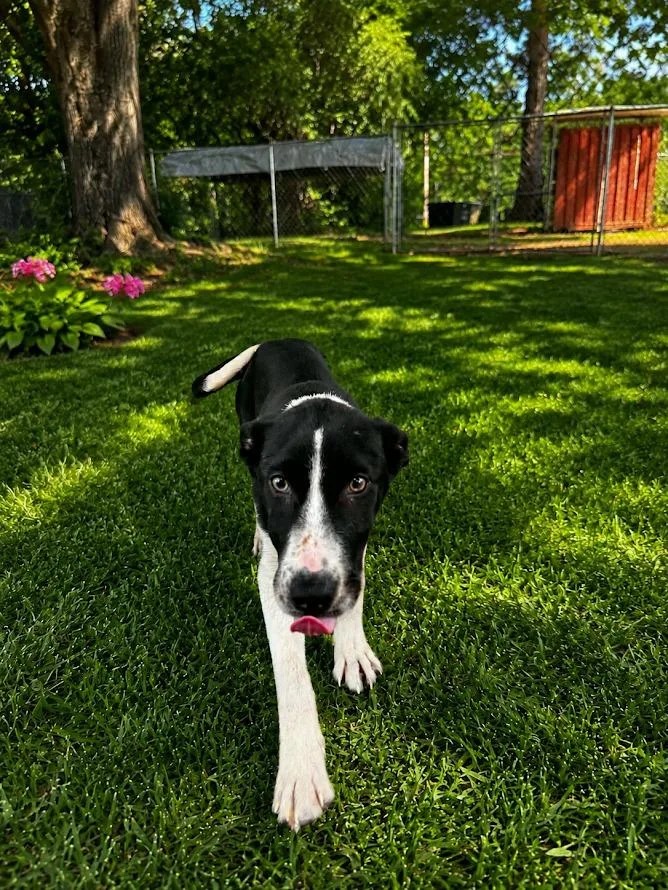 A baby medium-sized female Mixed Breed dog named Sassy for adoption in Center, TX