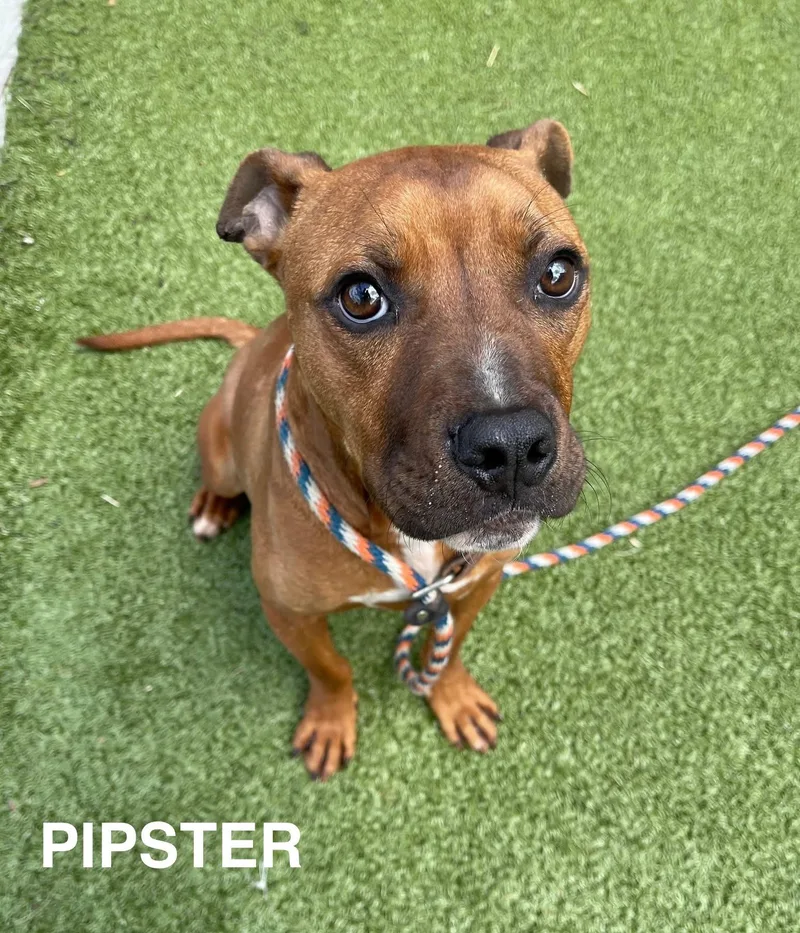 An adult medium-sized male Yellow / Tan / Blond / Fawn Mixed Breed dog named Pipster for adoption in Flint, MI