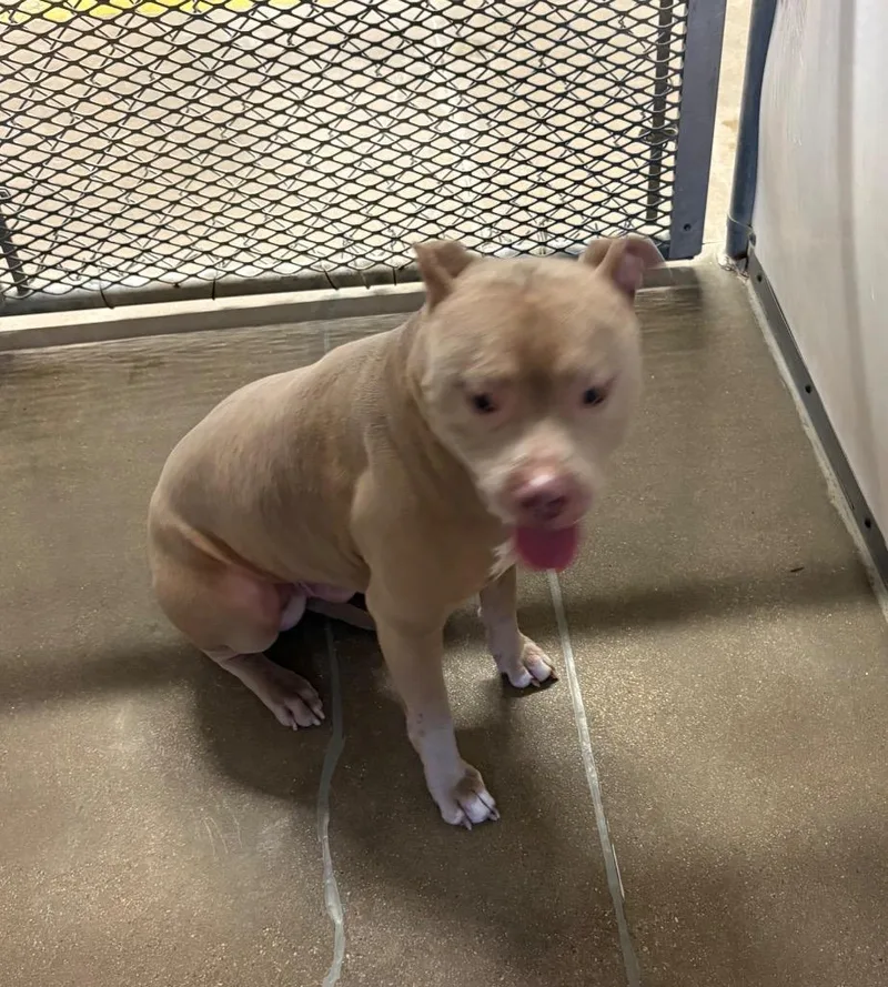 A young medium-sized male Pit Bull Terrier dog named Wolf for adoption in Belton, TX