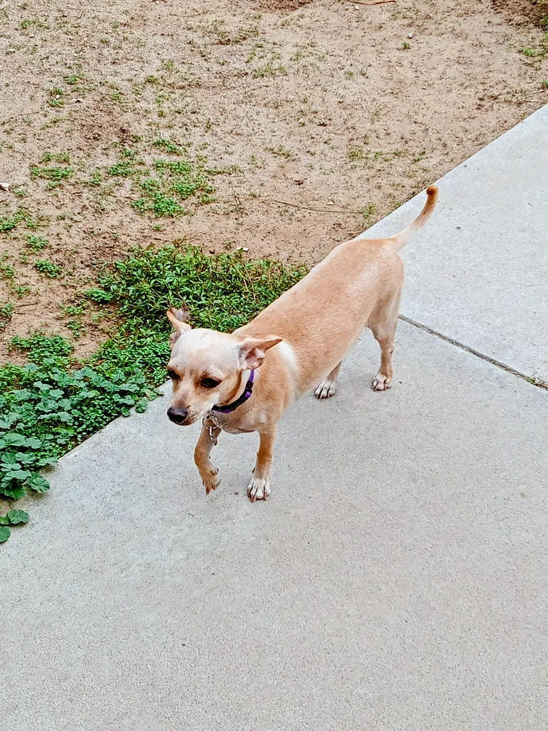 A baby small-sized female Golden Chihuahua dog named Mavis for adoption in Albuquerque, NM